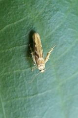 Stathmopoda
