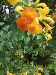 Streptosolen