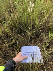 Rytidosperma duttonianum