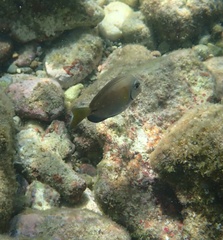 Acanthurus tractus