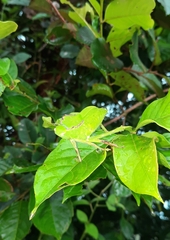 Tettigonioidea