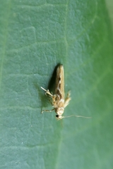Stathmopoda