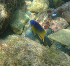 Stegastes leucostictus