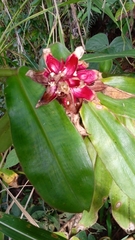 Costus comosus