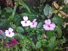 Impatiens flaccida