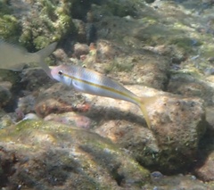 Mulloidichthys martinicus