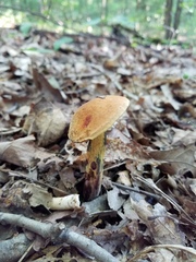 Boletus subluridellus
