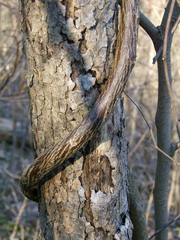 Wisteria frutescens