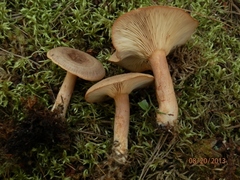Lactarius mutabilis