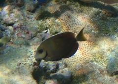 Acanthurus tractus