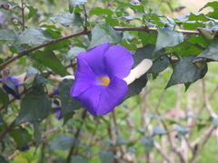 Thunbergia