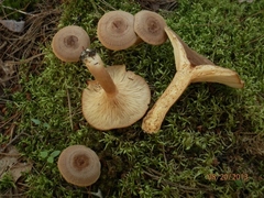 Lactarius mutabilis