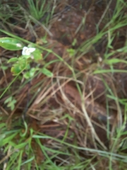 Montinia caryophyllacea