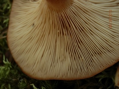 Lactarius mutabilis