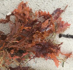 Rhodophyta