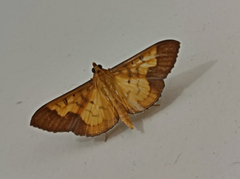 Meroctena staintonii