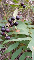 Ampelopsis cordata