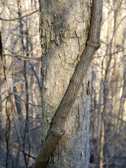 Wisteria frutescens