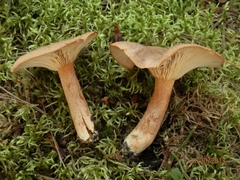 Lactarius mutabilis