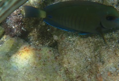 Acanthurus chirurgus