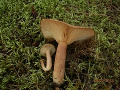 Lactarius mutabilis