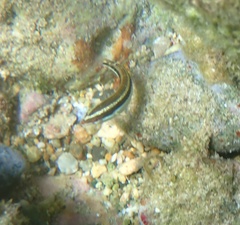 Halichoeres maculipinna