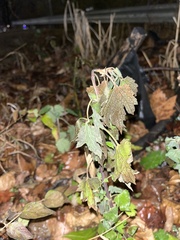 Ribes americanum