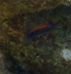 Stegastes adustus