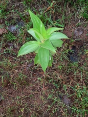 Miconia xalapensis