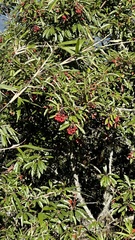 Photinia niitakayamensis