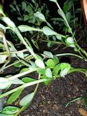 Portulaca umbraticola