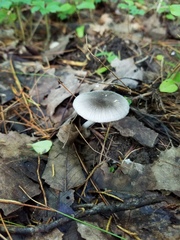 Volvariella