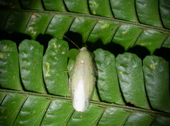 Panchlora
