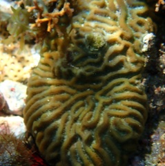 Pseudodiploria clivosa