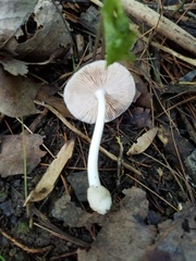 Volvariella