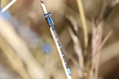 Enallagma praevarum