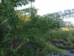 Crescentia alata