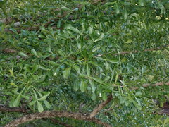 Crescentia alata