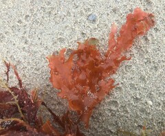 Rhodophyta