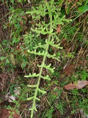 Lycopodium japonicum