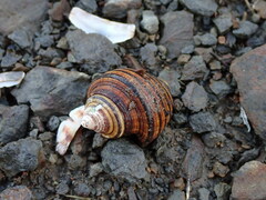 Opeatostoma pseudodon