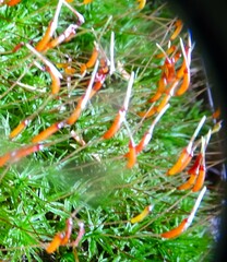 Atrichum undulatum