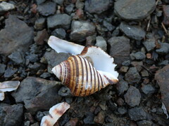 Opeatostoma pseudodon