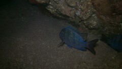 Abudefduf troschelii