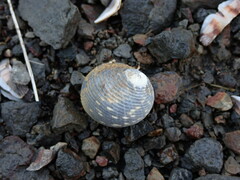 Nerita scabricosta