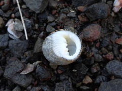 Nerita scabricosta