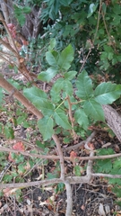 Opopanax chironium