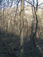 Wisteria frutescens