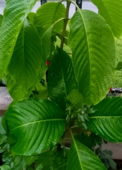 Megaskepasma