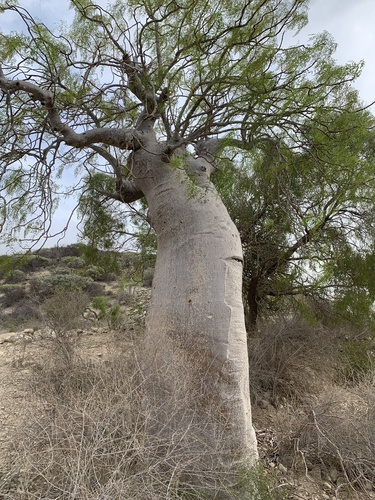Bottle Tree